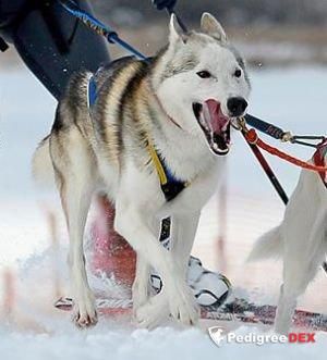 Photo of E’Hawk de la Piste aux Loups