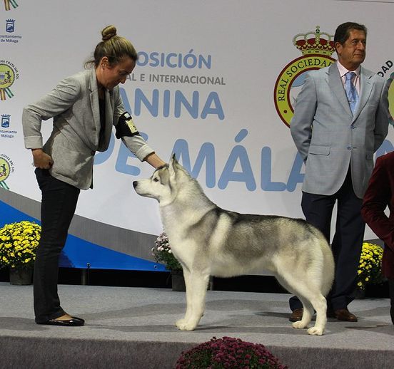 Photo of T-Lesark Tango With Santsierra