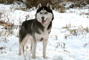 Photo of Gadjet Leo Libra