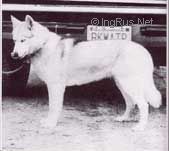 Photo of Blackwaters Ruby