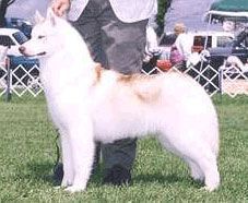 Photo of Shenoki’s Pale Rider