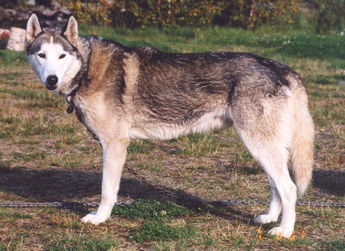 Photo of Alaskan’s Ping Ping Of Anadyr