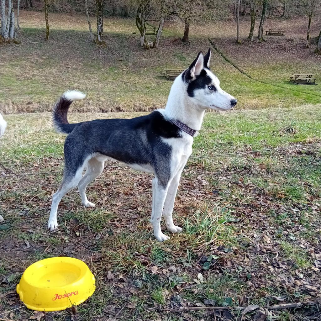 Photo of Thor du Menez des Glaziks