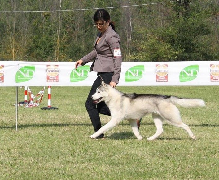 Photo of Snowmist’s Boss Southernlights