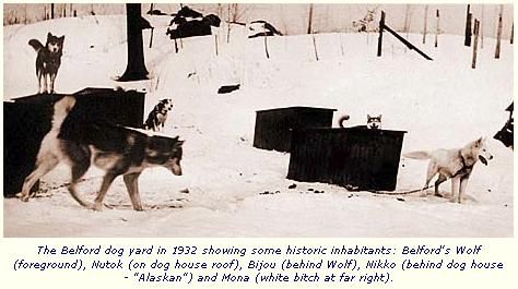 Photo of Belford’s Wolf