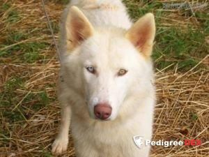 Photo of Gypsy Rose XXVI