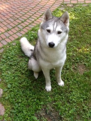 Photo of Husky Haven Persona Non Grata