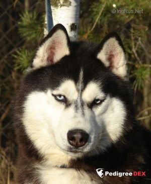 Photo of Actual Dog Yarilo