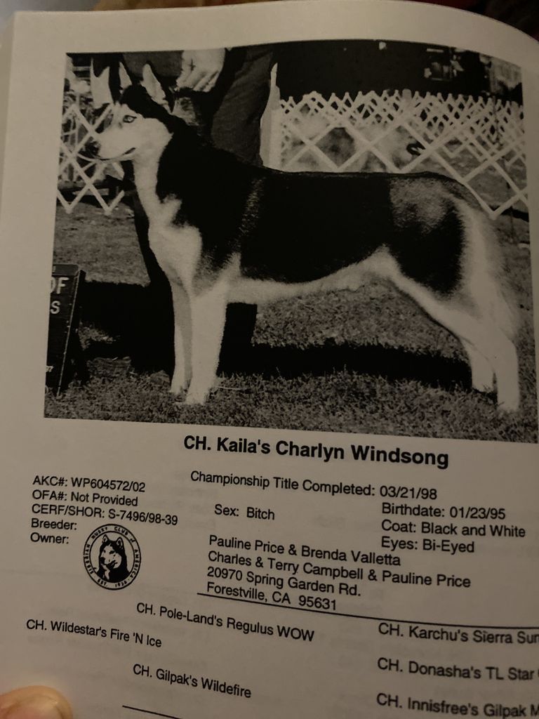 Photo of Kaila’s Charlyn Windsong