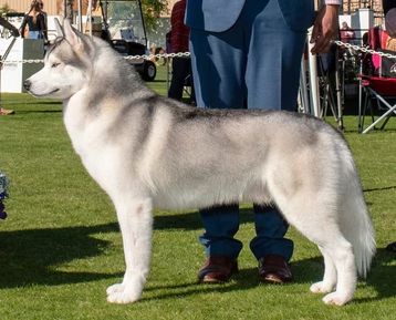 Photo of Koba’s Snowfall’s Texas LoneStar