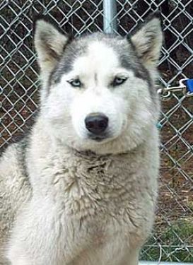 Photo of Mikayla of Sibersong