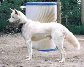 Photo of Howling Spirits Ranger