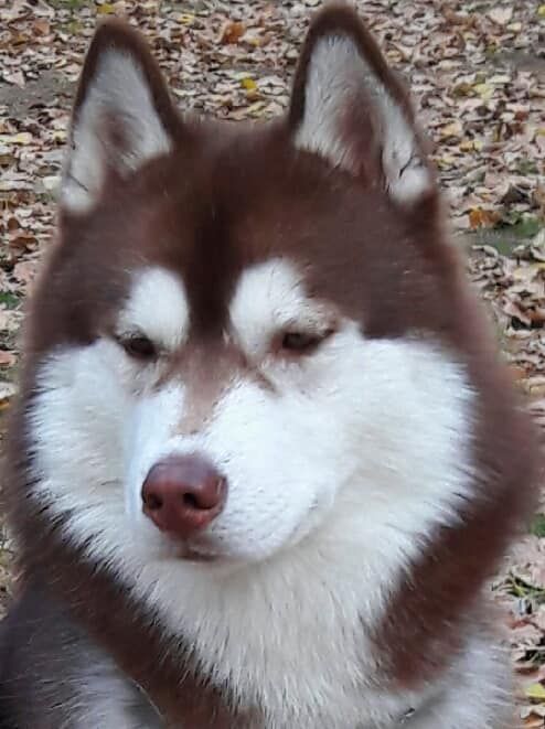 Photo of Grand Crystal Sunbeam King Of The North