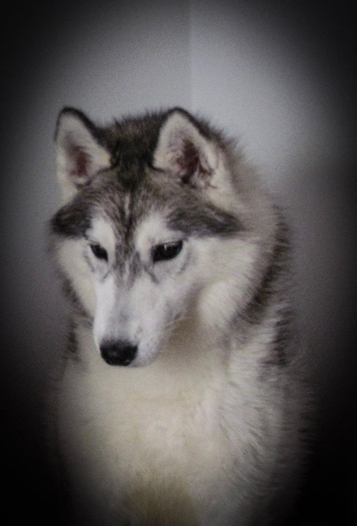 Photo of Ardkai's Alisha the Winner