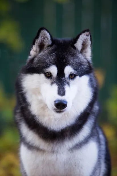 Photo of Husquisher Tribe Of Odin