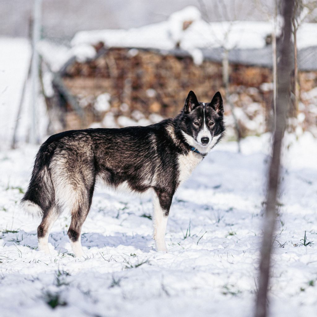 Photo of FINLANDIA Dark Illusion