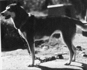 Photo of Zero’s Rory