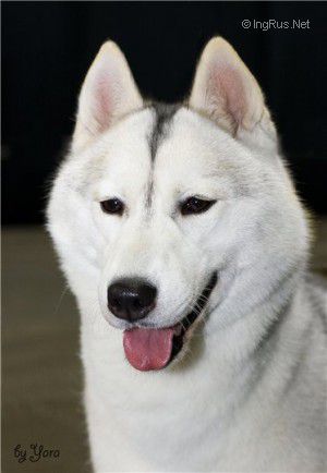 Photo of Trillium Blue’s Marta