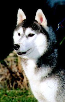 Photo of Kortar’s Krystal Klear