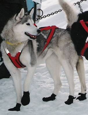 Photo of Alaskan’s Kessa Of Anadyr II