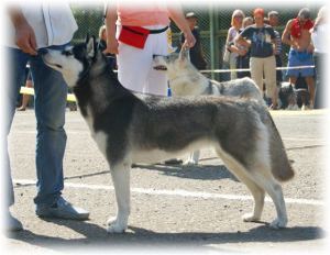 Photo of Husky Haven Viktoriya On Irtysh