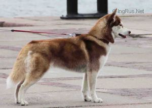 Photo of Husky Haven Honey Victress