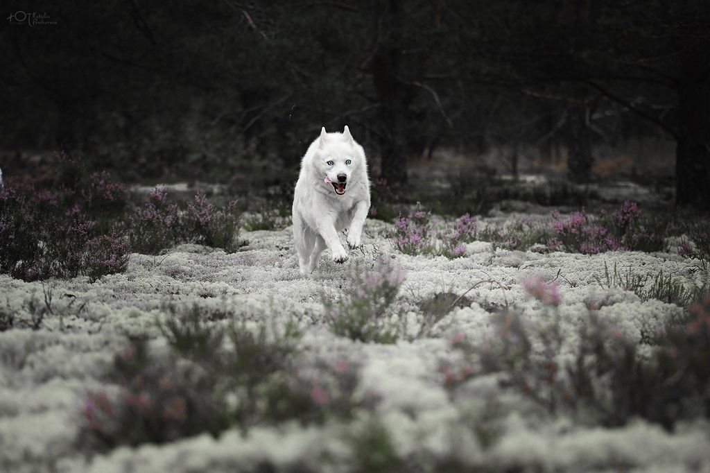 Photo of Wolf's White Umma Turman