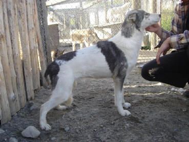 Photo of Tullatuulen Susie