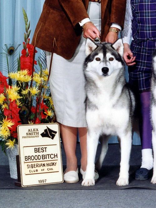 Photo of Cedarstone’s Clearly Canadian