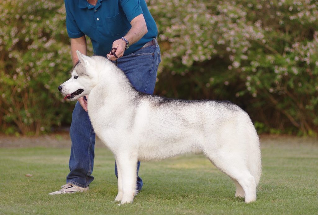 Photo of Huskavarnas King Of The Winter Sky