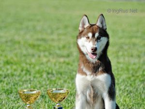Photo of Husky Haven Gloriya-Estrella
