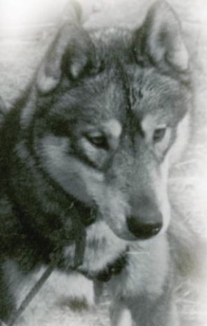 Photo of Valchonok Prince Of Forstal