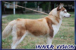 Photo of Psionic Tale Of Inner Vision