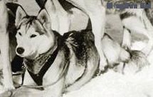 Photo of Cheeak Of Alyeska