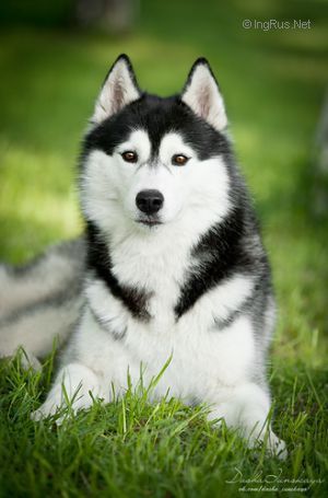 Photo of Arctic Magic Yandex