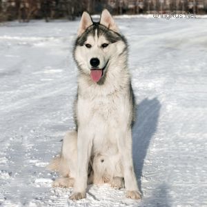 Photo of Husky Haven Astar Is Born