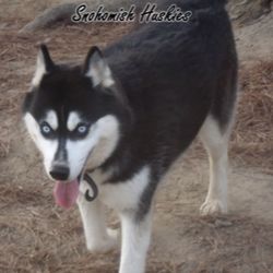 Photo of Snohomish’s Pi-Maki-Maki-Drac Ayita