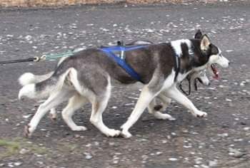 Photo of The Wolf Den’s Elvira