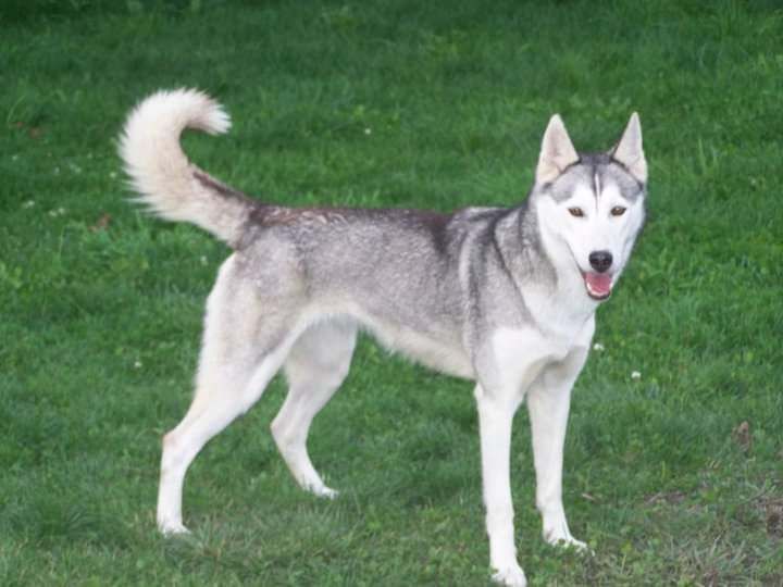 Photo of Diam ( Farcy )