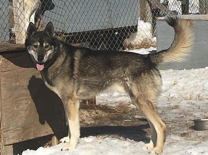 Photo of Jedeye Fenrir of Manitou