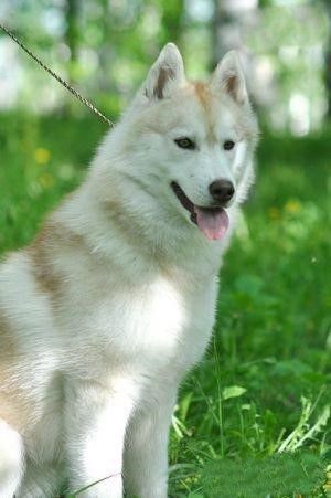 Photo of Husky Haven Baileys Irish Cream