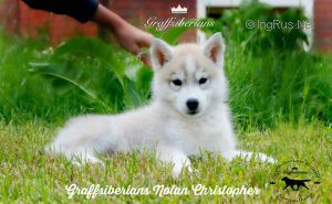 Photo of Graffsiberians Nolan Christopher