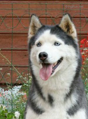 Photo of O’Ross Ezhevika