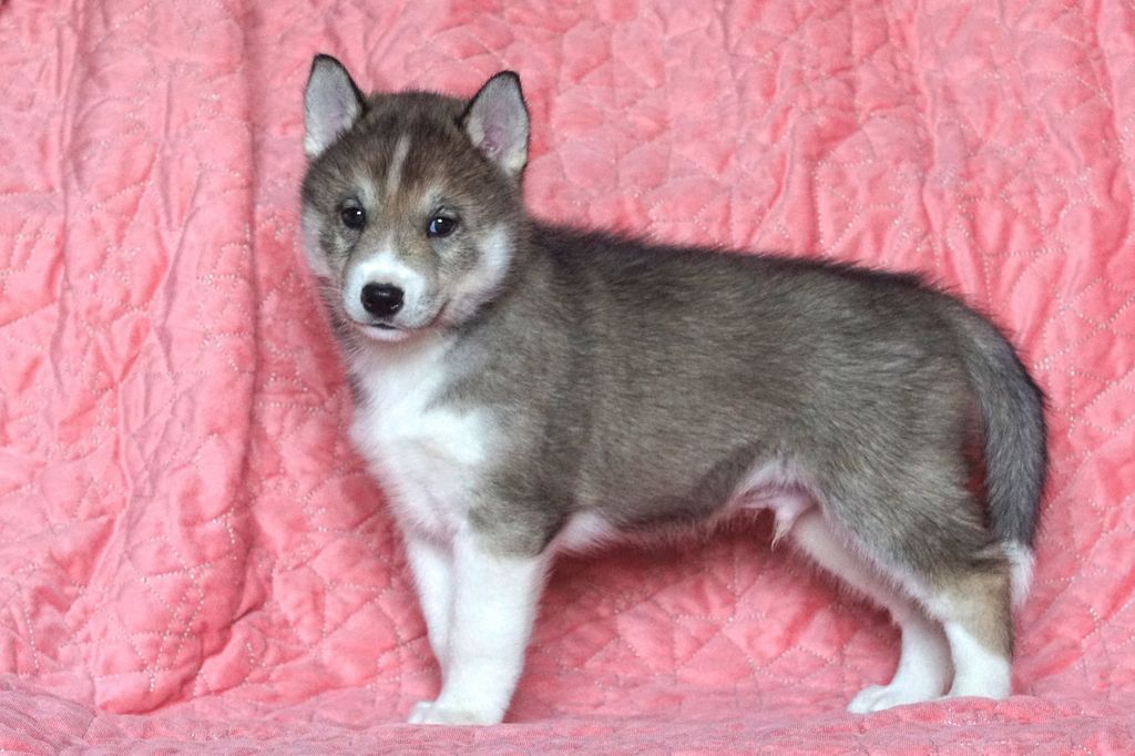 Photo of X-MAN MAGNETO Sleed Dogs FCI