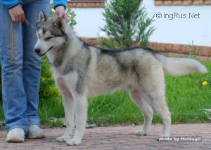 Photo of Laitkiper’s Sherwood Legend