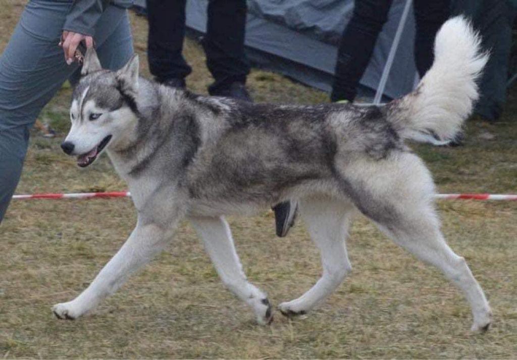 Photo of Vikerkollen's PC Lillebror Apache