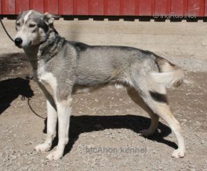 Photo of Mcahon Apache
