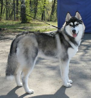 Photo of Husky Haven Pearl of Wisdom