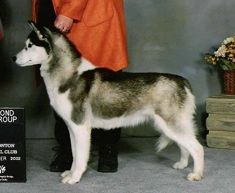 Photo of NorthWapiti’s Oreo