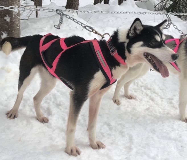 Photo of Minaska’s Booka